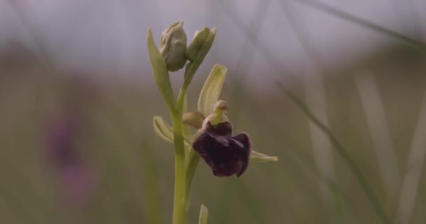 Erken Örümcek Orkidesi Ophrys Sphegodes Yakın Plan Görüntü — Stok video