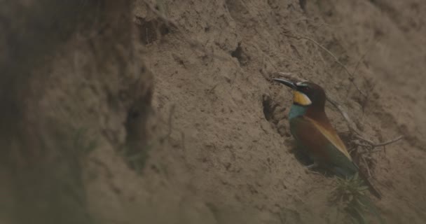 Богатый Европейский Пчелоед Меропс Апиастер Входа Гнездо — стоковое видео