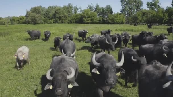 Troupeau Bubalus Bubalis Buffalo Eau — Video