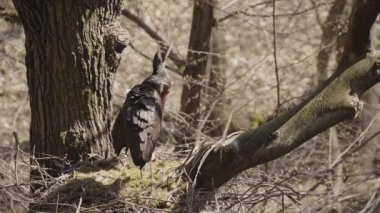 Kara leylekler bahar ormanlarında yuvalarını kuruyorlar.