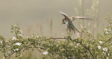 Avrupa Arı Yiyen-Merops Apiaster- Ağaçta Sürüsü, Yavaş Hareket Görüntüsü