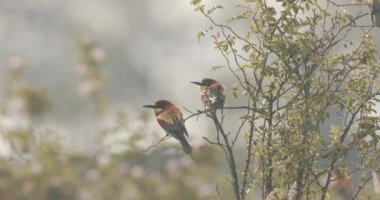 Avrupa Arı Yiyen - Bir Şubede Apiaster Amerops, Resmi Kapat