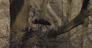 Kara Leylek Ciconia Zencisi, Ağaç Yuvasında Yumurta Kuluçka Kuşu, Yavaş Hareket Görüntüsü