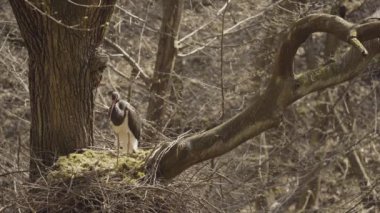Kara leylek yuvada dinleniyor, bahar ormanında.