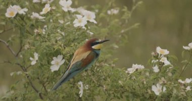 Avrupa Arı Yiyen-Merops Apiaster- Doğal Yaşam Alanında