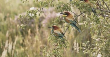 Avrupa Arı Yiyen - Bir Şubede Apiaster Amerops, Resmi Kapat