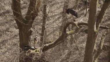 Üç Kara Leylek - Siyahi Zenci Ciconidae familyasından Büyük Kara Kuş