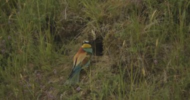 Avrupa Arı Yiyen - Merops Apiaster- At Nest