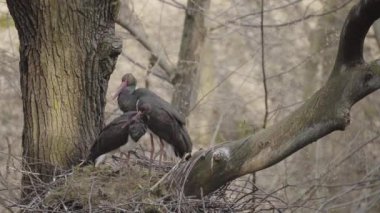 Kara leylek yuvada dinleniyor, bahar ormanında.