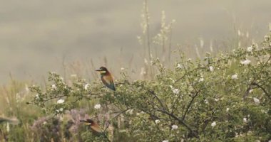 Avrupa Arı Yiyen-Merops Apiaster- Ağaçta Sürüsü, Yavaş Hareket Görüntüsü