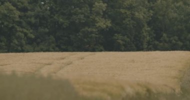 Falcon - Buteo - Yeşil çayır, Yavaş Hareket Görüntüsü