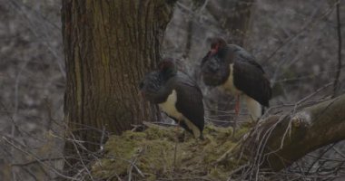İki Kara Leylek - Siyahi Zenci Bahar Ormanında Büyük Kara Kuş