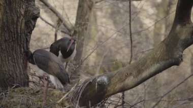 Bahar ormanındaki bir yuvada kara leylekler