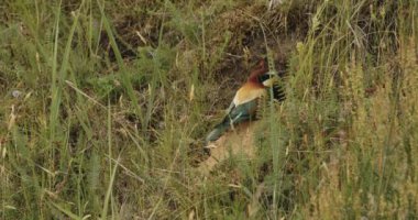 Avrupa Arı Yiyen - Merops Apiaster- At Nest