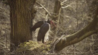 İki Kara Leylek - Siyahi Zenci Ciconidae familyasından Büyük Kara Kuş