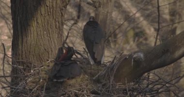 Kara leylek, Ciconia zencisi. Leylek familyasından büyük bir kuş, Ciconiidae, Slow Motion Image