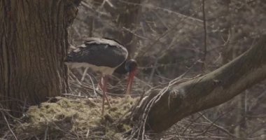 Kara Leylek Ciconia Zencisi, Kuş İnşa Yuvası, Ağaç Yapımı