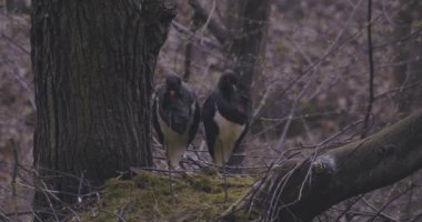 Kara leylek Ciconia Zencisi, bir sonbahar ormanında bir çift kuş, Yakın plan
