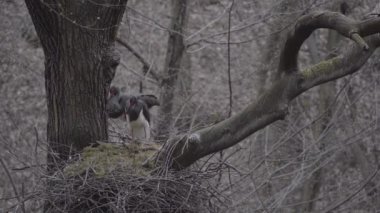 Kara leylek, Ciconia zencisi. Leylek familyasından büyük bir kuş.
