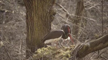 Baharda yuva yapan iki kara leylek. Bahar ormanlarında tüy ayıklama ve temizleme