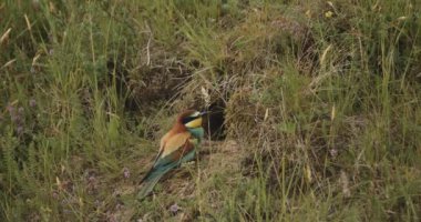 Avrupa Arı Yiyen Merops Apiaster At Nest, Slow Motion
