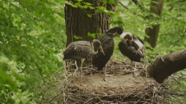 Kara Leylek - Ağustos Böceği Zenci - Yuvada Gerinen Tavuk, Yavru Kuş Kanatları