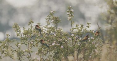 Avrupa Arı Yiyen - Daldaki Merops Apiaster