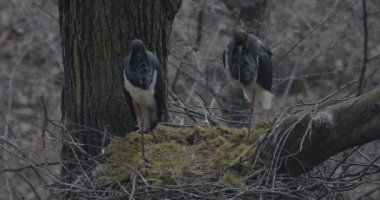 İki Kara Leylek, Siyahi Zenci, Baharda Yuva Yap