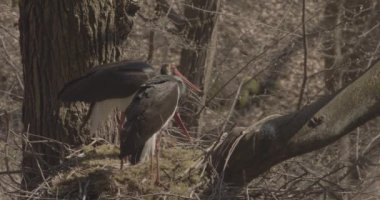 Kara leylek, Ciconia zencisi. Leylek familyasından büyük bir kuş, Ciconiidae, Slow Motion Image