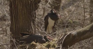 Kara Leylek Ciconia Zencisi, Ağaç Yuvasında Yumurta Kuluçka Kuşu, Yavaş Hareket Görüntüsü