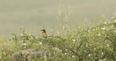 Avrupa Arı Yiyen-Merops Apiaster- Ağaçta Sürüsü, Yavaş Hareket Görüntüsü