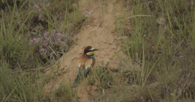 Avrupa Arı Yiyen-Merops Apiaster- Doğal Yaşam Alanında