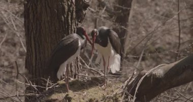 Baharda yuva yapan iki kara leylek. Bahar ormanlarında tüyleri ayıklama ve temizleme, Slow Motion Image