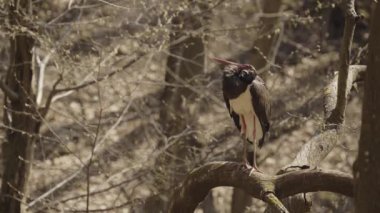 Kara leylek bahar ormanındaki bir dalı izliyor.