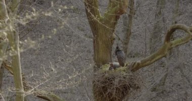 Kara Leylek Ciconia Zencisi, Ağaç Yuvasında Kuş Kuluçka Yumurtası