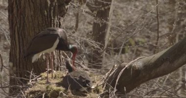 Kara Leylek Ciconia Zencisi, Ağaç Yuvasında Yumurta Kuluçka Kuşu, Yavaş Hareket Görüntüsü
