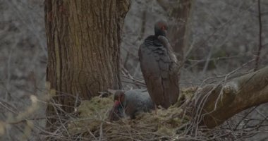 Kara Leylek Ciconia Zencisi, Ağaç Yuvasında Kuş Kuluçka Yumurtası