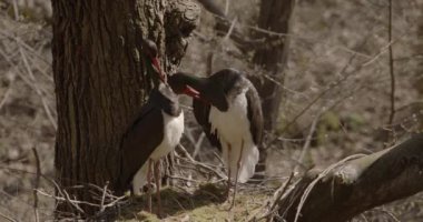 Baharda yuva yapan iki kara leylek. Bahar ormanlarında tüyleri ayıklama ve temizleme, Slow Motion Image