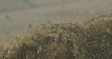 Avrupa Arı Yiyen - Daldaki Merops Apiaster