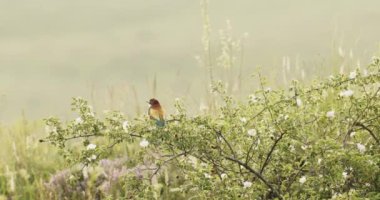 Avrupa Arı Yiyen-Merops Apiaster- Ağaçta Sürüsü, Yavaş Hareket Görüntüsü