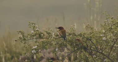 Avrupa Arı Yiyen - Daldaki Merops Apiaster, yavaş çekim