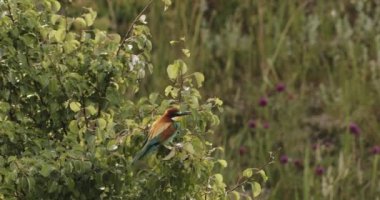 Arı Yiyen - Merops Apiaster, Yavaş Hareket Görüntüsü