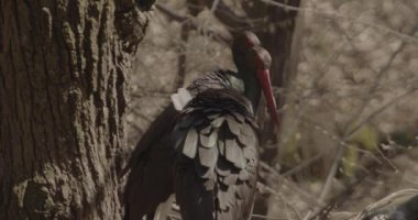 Baharda yuva yapan iki kara leylek. Bahar ormanlarında tüy ayıklama ve temizleme