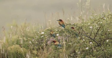 Avrupa Arı Yiyen-Merops Apiaster- Ağaçta Sürüsü, Yavaş Hareket Görüntüsü
