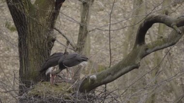 Kara leylek, Ciconia zencisi. Leylek familyasından büyük bir kuş.