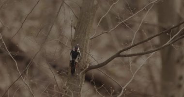 Büyük benekli ağaçkakan Dendrocopos majör Bahar Ormanı 'nda bir ağaç gövdesinde