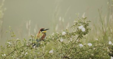 Avrupa Arı Yiyen-Merops Apiaster- Ağaçta Sürüsü, Yavaş Hareket Görüntüsü
