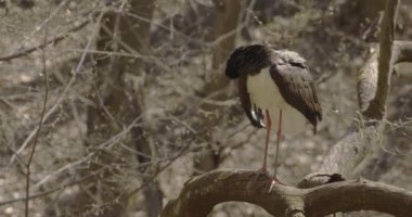 Kara leylek bahar ormanındaki bir dala bakıyor. Yavaş Hareket ResmiName