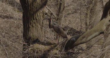 Kara Leylek - Siyahi Zenci Büyük Kara Kuş Ciconiidae Ailesi, Yavaş Hareket Görüntüsü