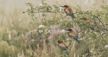 Avrupa Arı Yiyen - Bir Şubede Apiaster Amerops, Resmi Kapat